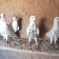 کفتر گرو