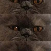 گربه پرشین|گربه|قزوین, |دیوار