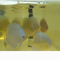 دیسکس نژاد بلو دایموند