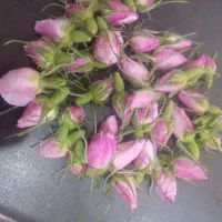 غنچه گل محمدی