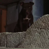 واگذاری سگ پیتبول تریر امریکایی