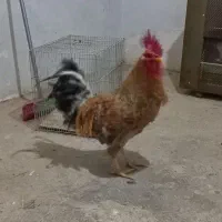 خروس بالغ|حیوانات مزرعه|مشکیندشت, |دیوار