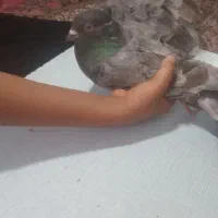 کبوتر