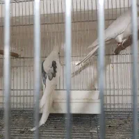 عروس هلندی مولد|پرنده|قم, چهل اختران|دیوار