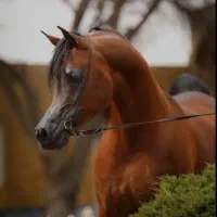 اسب عرب مصری. نریون زیبا