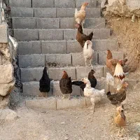 ده عدد مرغ تخم گذار و یک عدد خروس محلی