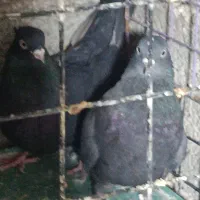 نرو ماده زاغ