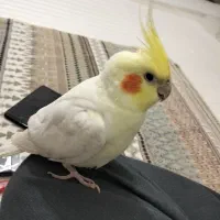 عروس هلندی سالم و بازیگوش سخنگو|پرنده|بیجار, |دیوار