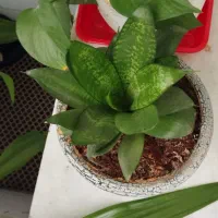 گل سانسوریا