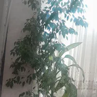 فروش گل بنجامین