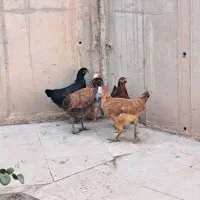 مرغ وخروس