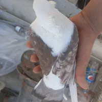 کبوتر|پرنده|قیروکارزین, |دیوار