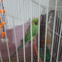 طوطی ملنگو موقعیت کوهبنان