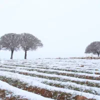 رهن و اجاره ویلائی