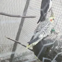 جفت عروس هلندی با چهار تخم