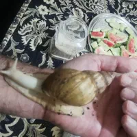 قیمت توافقی|خزنده|شیراز, کفترک|دیوار