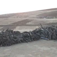 چوب بادام خشک