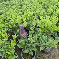 فروش یاس هلندی|گل و گیاه طبیعی|رشت, منظریه|دیوار