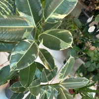 گیاه فیکوس ابلغ دوشاخه|گل و گیاه طبیعی|تهران, کوهک|دیوار
