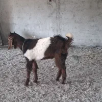 بز پاکستانی نر|حیوانات مزرعه|نوشهر, |دیوار