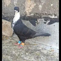 کفتر هوایی و جفتگاه|پرنده|خواف, |دیوار