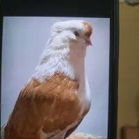 کبوتر دوشان زرد گم شده