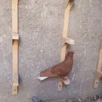 سرخ‌کرمانی‌نر