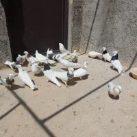 طوقی از نسل شازده