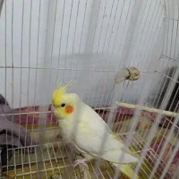 یک عدد عروس هلندی نر کاملا سالم 8ماهه|پرنده|رودسر, |دیوار