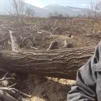 خریدانواع‌چوب و درخت هرس‌کردن