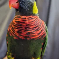 طوطی لوری سخنگو