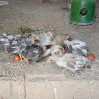 جوجه گلین۲ماهه
