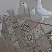 طوقی|پرنده|شیراز, محمدیه|دیوار