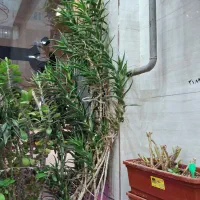 گل طبیعی|گل و گیاه طبیعی|اندیشه, شهرک مریم|دیوار