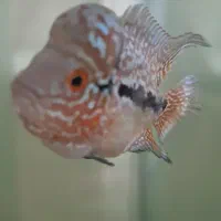 ماهی فلاور سوپر رد دراگون بیگ هد|ماهی|تبریز, |دیوار