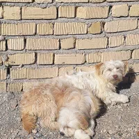 سگ مالتیز|سگ|مرودشت, زنگی آباد|دیوار