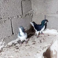 کبوترشهری|پرنده|بوشهر, |دیوار