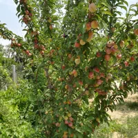 فروش زمین ۳۰۱ متری در فیروز بهرام|فروش زمین و ملک کلنگی|تهران, شهرک طالقانی|دیوار
