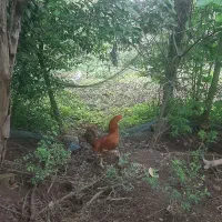 خروس