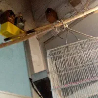 فنچ|پرنده|اراک, |دیوار