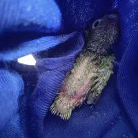 یک عدد جوجه برزیلی به فروش می‌رسد