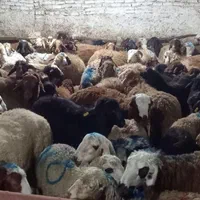 گوسفند اصیل کوهستان کم دنبه کم چربی تضمینی+خونی|حیوانات مزرعه|مشهد, توس (بلوار توس)|دیوار