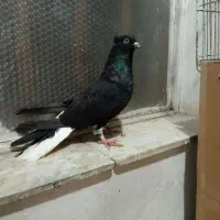 کفتر گمشده توضیحات خوانده شود