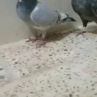 4تا عدد کبوتر