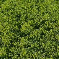 سبزی خورشتی ارگانی|خوردنی و آشامیدنی|قلعه شاهین, |دیوار