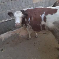 گاو جوان سیمنتال|حیوانات مزرعه|هشترود, |دیوار