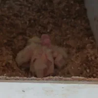 عروس هلندی مولد وجوجه سرلاکی|پرنده|پاکدشت, پاکدشت (مامازند)|دیوار