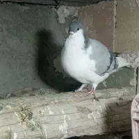 کفتر|پرنده|تاکستان, |دیوار