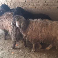 ۵ راس بره نر