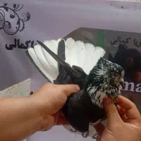 کبوتر نر قاره دم سفید عطیقه